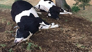 BİGA'DA DÜŞEN YILDIRIM 3 İNEĞİ TELEF ETTİ