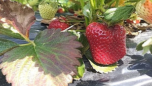 BİGA'DA TARIMIN YENİ GÖZDESİ ÇİLEK