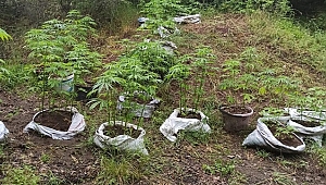 ÜÇ İLÇEDE UYUŞTURUCU OPERASYONU!