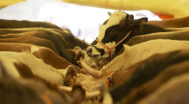 KURBAN KESİMLERİ RANDEVU İLE YAPILACAK!