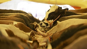 KURBAN KESİMLERİ RANDEVU İLE YAPILACAK!