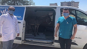 BAKIMSIZ BİR HALDE BULUNAN YAŞLI VE GÖZLERİ GÖRMEYEN EŞEK, ARTIK YENİ YUVASINDA
