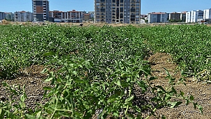 BELEDİYEMİZCE YETİŞTİRİLEN ÜRÜNLER ARTIK İYİ TARIM SERTİFİKALI