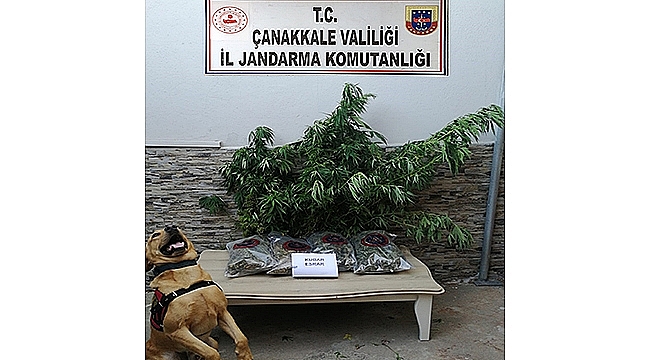  BİGA'DA UYUŞTURUCU OPERASYONU!