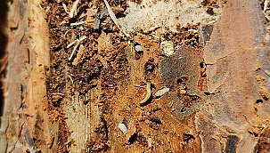 KARABİGA'DA ''DUMANSIZ YANGIN'' İLE MÜCADELE TÜM HIZIYLA DEVAM EDİYOR