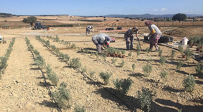 KENT MERKEZİNDE MİS KOKULU BİR BAHÇE: AROMATİK VE TIBBİ BİTKİLER PARKI