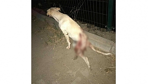 YENİCE'DE AKIL ALMAZ CANİLİK!