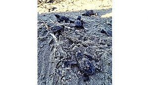 ÇANAKKALE'DE İLK KEZ CARETTA CARETTA YUVASI TESPİT EDİLDİ