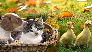 VALİ AKTAŞ'IN , DÜNYA HAYVANLARI KORUMA GÜNÜ MESAJI