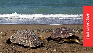 'CARETTA CERATTA' HABERİ GERÇEĞİ YANSITMIYOR!