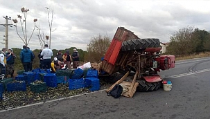 ZEYTİN İŞÇİLERİNİN TRAKTÖRÜ DEVRİLDİ!