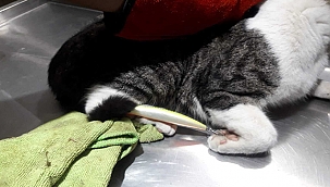 BAŞKA DOSTLARIMIZIN CANI YANMASIN!