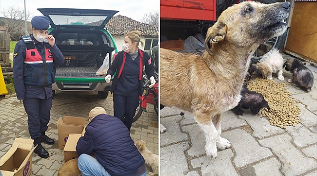 JANDARMA SOKAK KÖPEKLERİNİ KURTARDI!