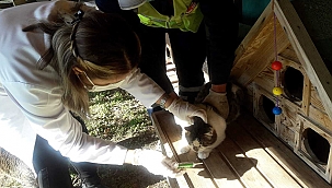 KEDİ KÖYÜNDE TEMİZLİK VE SAĞLIK TARAMASI YAPILDI