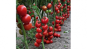 ZAM ŞAMPİYONU DOMATES