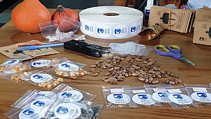 ATALIK TOHUMLAR KENTLİLER İLE BULUŞMAK İÇİN HAZIRLANIYOR