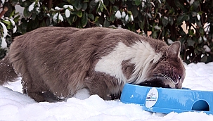 LİMAK ENERJİ KIŞ SOĞUKLARINDA SOKAK HAYVANLARINI UNUTMADI