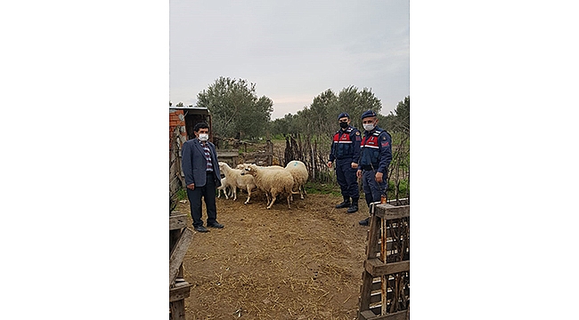 KÜÇÜKBAŞ HAYVAN HIRSIZLARI YAKALANDI!