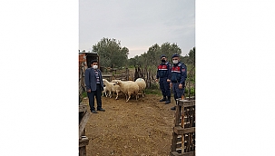 KÜÇÜKBAŞ HAYVAN HIRSIZLARI YAKALANDI!