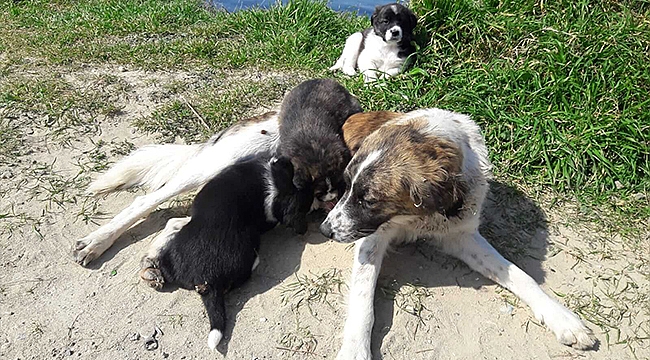 ÇANAKKALE BELEDİYESİ CAN DOSTLARIMIZ İÇİN ÇALIŞMALARINA DEVAM EDİYOR