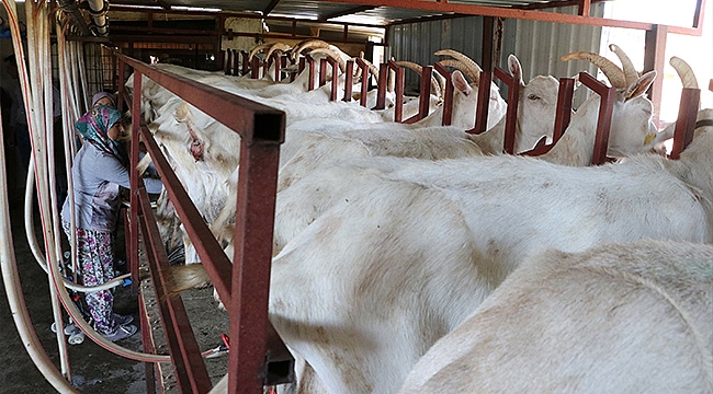 KÜÇÜKBAŞ HAYVAN SÜTÜNDE TAVSİYE FİYATI AÇIKLANDI 