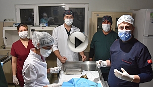 SOKAK KEDİLERİNİ KISIRLAŞTIRMA PROJESİ BAŞLADI