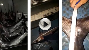 YASADIŞI KILIÇ BALIĞI AVINA CEZA KESİLDİ!