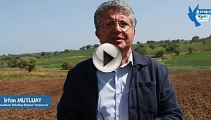 YEREL TOHUMLAR TOPRAKLA BULUŞUYOR