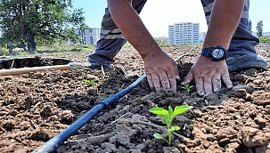 KAPYA BİBERİ FİDELERİ TOPRAKLA BULUŞTURULDU