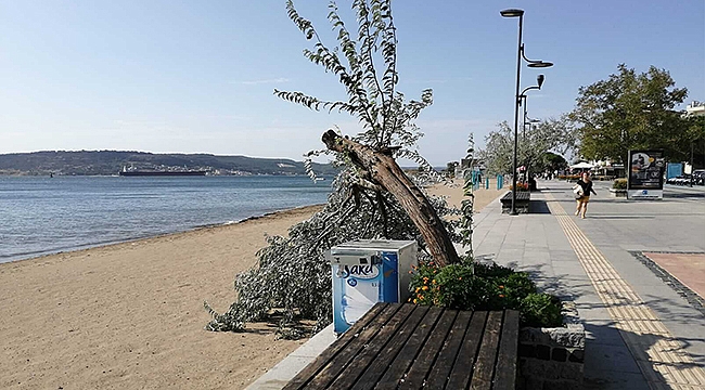 DEVRİLEN AĞAÇ DALLARI TOPLANDI