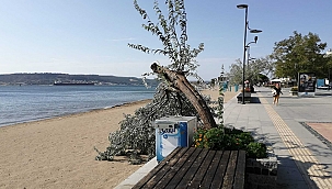 DEVRİLEN AĞAÇ DALLARI TOPLANDI