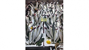 TEZGAHLARDA LÜFER BOLLUĞU YAŞANIYOR