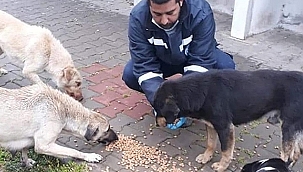 BİGA BELEDİYESİ SOKAK HAYVANLARINI UNUTMADI