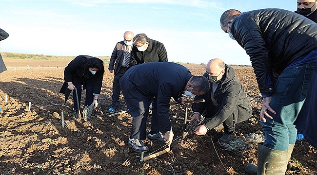 LAVANTA FİDANLARI TOPRAKLA BULUŞTU