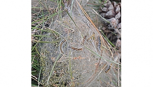 ÇAMKESE İLE AKTİF MÜCADELE