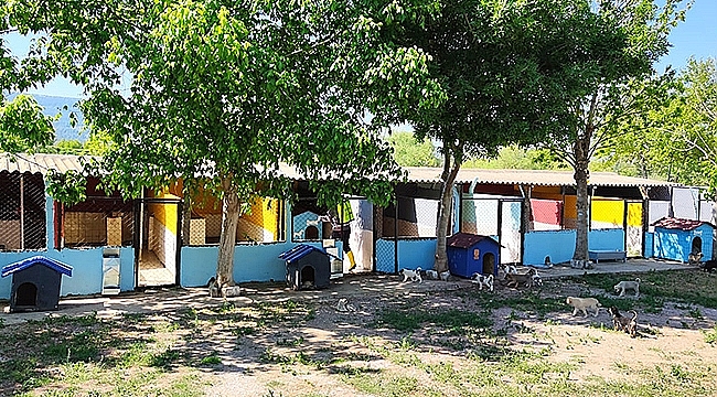 CAN DOSTLARIN YAŞAM ALANLARI PARAZİTLERE KARŞI İLAÇLANDI