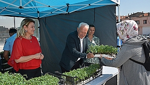 LAPSEKİ BELEDİYESİ 51 BİN DOMATES FİDESİ DAĞITTI