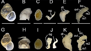 KAZDAĞI'NDA HEYECANLANDIRAN KEŞİF