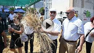 ATALIK BUĞDAYLAR HASAT EDİLDİ