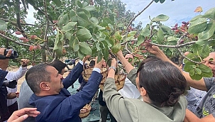 AYVACIK ŞAPKÖY 'DE FISTIK HASAT ŞENLİĞİ DÜZENLENDİ