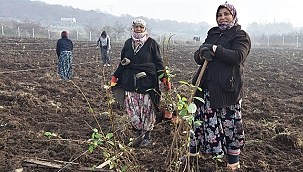 ÜRETİCİNİN EMEĞİ TOPRAKTA YEŞERİYOR