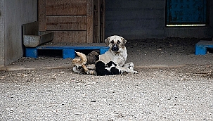 BİGA BELEDİYESİ'NDEN KISIRLAŞTIRMA SEFERBERLİĞİ