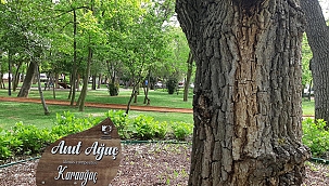 KENTİMİZDEKİ AĞAÇLAR KÜNYELENİYOR