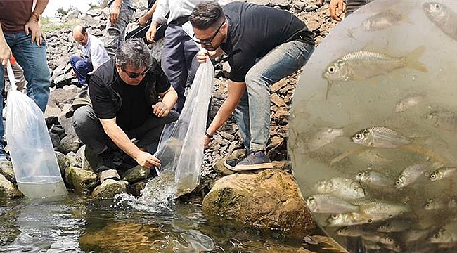 SAZAN YAVRULARI SU KAYNAKLARINA KAZANDIRILDI