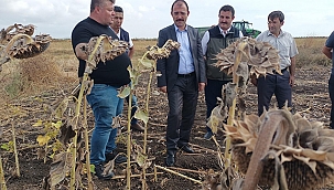 "AYÇİÇEĞİM BALÇİÇEĞİM"