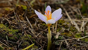 CEMRELERİN İLKİ BUGÜN DÜŞTÜ