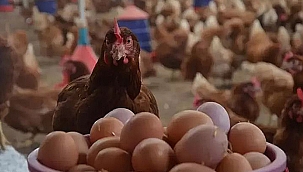 KÜMES HAYVANCILIĞI ÜRETİMİNDE ARTIŞ VAR