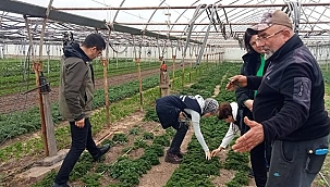 PYRROLİZİDİNE ALKOLOİD İÇEREN YABANCI OTLARLA MÜCADELE ÇALIŞMALARINA BAŞLANDI