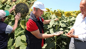 YERLİ VE MİLLİ AYÇİÇEĞİ TOHUMU DAĞITILACAK