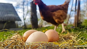 KÜMES HAYVANCILIĞI ÜRETİMİ ŞUBAT VERİLERİ AÇIKLANDI